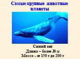 Самые крупные животные планеты. Синий кит Длина – более 30 м Масса - от 150 т до 200 т