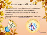 Фазы митоза.Профаза. Процессы, происходящие на стадии ПРОФАЗЫ: спирализация хромосом (укорачиваются), ядерная оболочка и ядрышко распадаются, центриоли расходятся к полюсам и формируется веретено деления.