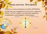 Фазы митоза. Метафаза. Процессы, происходящие на стадии МЕТАФАЗА: хромосомы выстраиваются в плоскости экватора клетки, состоят из двух сестринских хроматид, соединённых центромерой (перетяжкой).