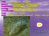ТИП: Моллюски - Mollusca КЛАСС: Головоногие - Cephalopoda ПОДКЛАСС: Колеоидеа - Coleoidea ОТРЯД: Кальмары - Teuthida СЕМЕЙСТВО: Лолигииды - Loligiidae РОД: Лолиго - Loligo ВИД: Обыкновенный кальмар - Loligo vulgaris. 3,4,11,12