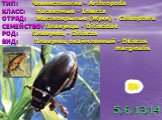 ТИП: Членистоногие - Arthropoda КЛАСС: Насекомые - Insecta ОТРЯД: Жесткокрылые (Жуки) - Coleoptera СЕМЕЙСТВО: Плавунцы - Ditiscidae РОД: Плавунец - Ditiscus ВИД: Плавунец окаймленный - Ditiscus marginalis. 5,6,13,14