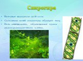 Спирогира. Нитчатые водоросли до 8-10 см. Скопления нитей спирогиры образуют тину. Нити неветвящиеся, образованные одним рядом цилиндрических клеток.
