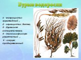 Бурые водоросли. 1 - макроцистис грушевидный ; 2 - нереоцистис Лютке; 3 - дурвиллея антарктическая; 4 - талассиофиллум решетчатый ; 5 - агарум продырявленный 