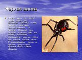 Черная вдова. Чёрная вдова, или южная чёрная вдова (лат. Latrodectus mactans) — вид ядовитых арахнидов, распространённых в Америке. Взрослый паук окрашен в черный цвет. На особях, в основном, расположены красные пятна или длинное красное пятно. У неполовозрелых самок на брюшке присутствуют красные п