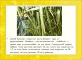 Самой большой скоростью роста обладает один из родственников бамбука - злак листоколосник съедобный, в диком виде встречающийся на юге Китая. Ежесуточный прирост побегов этого растения достигает 40 см, то есть оно вырастает на 1,7 см в час. Всего за несколько месяцев злак вырастает на 30-метровую вы
