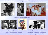 22 июля 1951 года состоялся первый полет "собачьего экипажа". Лайка — первый космонавт. Белка и Стрелка — первый космический экипаж. Собаки-космонавты: Звездочка, Чернушка, Стрелка и Белка (фото 1961 г.)