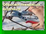 Обрезка плодовых деревьев