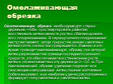 Омолаживающая обрезка. Омолаживающая обрезка необходима для старых деревьев, чтобы простимулировать развитие, восстановить интенсивность роста и сбалансировать его с плодоношением. В период полного плодоношения наступает момент, когда прирост на концах скелетных ветвей почти полностью прекращается. 