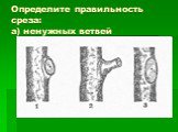 Определите правильность среза: а) ненужных ветвей