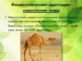 Физиологические адаптации: накопление жира. Накопление жира пустынными животными перед наступлением засушливого сезона. Верблюд может обходиться без воды, теряя при этом до 40% веса тела.