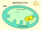 Митохондрия СО2 и Н2О 36 молекул АТФ Аэробный этап