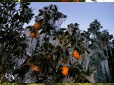 Экономика. Флорида – ведущий штат США по производству цитрусовых. Ежегодно две трети урожая страны составляют цитрусовые, собранные в рощах Флориды. В основном это - апельсины и грейпфруты. Только однажды за последние 100 лет урожай цитрусовых Флориды погиб в результате похолодания. Это случилось в 