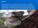 Фауна: Отличительной особенностью Австралии является подавляющее преобладание травоядных животных над хищниками. Несмотря на уникальность (7 семейств млекопитающих и 4 семейства птиц встречаются только здесь) разнообразие видов фауны невелико: 236 видов млекопитающих, 715 видов птиц, 415 видов репти