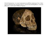 Учёный определил, что череп принадлежал ребёнку примерно 6 лет. Дарт назвал гоминида Австралопитеком от латинского Australopithecus- Южная обезьяна, а сам череп «Бэби из Таунга».