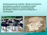 Агропромышленный комплекс Белоруссии является крупнейшим в хозяйстве республики и развит достаточно гармонично. В животноводстве преобладают молочно-мясное скотоводство и свиноводство.