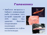 Голомянка. Наиболее интересна в Байкале живородящая рыба голомянка, тело которой содержит до 30% жира. Она удивляет биологов ежедневными кормовыми миграциями из глубин на мелководье.
