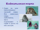 Байкальская нерпа. Один из трех пресноводных тюленей мира. Эти животные очень любопытны, часто подплывают к судам и долго на них смотрят.