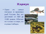 Хариус. Одна из самых пестрых и красивых рыб России. Вес его достигает от 500 до 1500 грамм. Обитает не только в озере, но и реках Сибири.