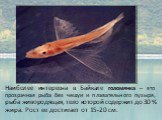 Наиболее интересна в Байкале голомянка – это прозрачная рыба без чешуи и плавательного пузыря, рыба живородящая, тело которой содержит до 30 % жира. Рост ее достигает от 15-20 см.