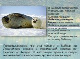 В Байкале встречается уникальное, типично морское млекопитающее - байкальская нерпа. Нерпа - это символ Байкала, единственный в мире тюлень, который живет в пресной воде. Распространена нерпа по всему Байкалу. Предполагается, что она попала в Байкал из Ледовитого океана в ледниковый период по Енисею