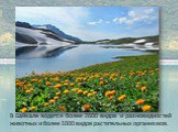 В Байкале водится более 2600 видов и разновидностей животных и более 1000 видов растительных организмов.