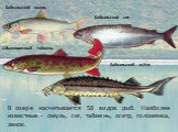 В озере насчитывается 58 видов рыб. Наиболее известные - омуль, сиг, таймень, осетр, голомянка, ленок. Байкальский омуль. Байкальский сиг. Обыкновенный таймень. Байкальский осётр
