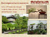 Достопримечательности: Есть в Японии настоящие чудеса. Один из них – бонсай - миниатюрные сады.