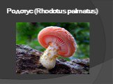 Родотус (Rhodotus palmatus)