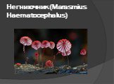 Негниючник (Marasmius Haematocephalus)