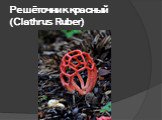 Решёточник красный (Clathrus Ruber)