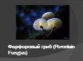 Фарфоровый гриб (Porcelain Fungus)