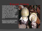 Бледная поганка. Неопытные грибники могут брать бледную поганку вместо хороших съедобных грибов. Особенно часто её путают с различными видами шампиньона, сыроежкой зелёной и сыроежкой зеленоватой, с поплавками. Следует помнить, что у шампиньонов никогда не бывает вольвы и пластинки с возрастом быстр