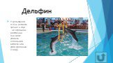 Дельфин. У дельфинов очень развиты зрение и слух – на огромном расстоянии они могут уловить небольшой всплеск или удар дробинки о воду.