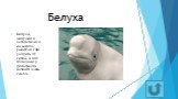Белуха. Белухи, живущие в антарктических морях, умеют на слух уходить от сетей. А вот обоняние у дельфинов развито очень слабо.