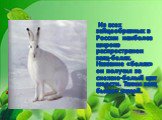 Из всех зайцеобразных в России наиболее широко распространен заяц-беляк. Название «беляк» он получил за снежно-белый цвет шерсти. Таким заяц бывает зимой.