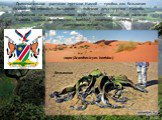 Примечательное растение пустыни Намиб — тумбоа, или Вельвичия (Welwitschia mirabilis). Вельвичия — эндемик для северного Намиба — изображена на государственном гербе Намибии.  Известное растение Намиба — нара (Acanthosicyos horridus), (эндемик), который растёт напесчаных дюнах. нара (Acanthosicyos h