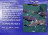 Фауна. Ихтиофауна Азовского моря в настоящее время включает 103 вида и подвида рыб, относящихся к 76 родам, и представлена проходными, полупроходными, морскими и пресноводными видами. Проходные виды рыб нагуливаются в море до наступления половой зрелости, а в реку заходят только на нерест. Период ра
