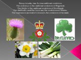 Every country has its own national emblem. The red rose is the national emblem of England. The thistle is the national emblem of Scotland. The daffodils and the leek are the emblems of Wales. The shamrock (a kind of clover) is the emblem of Ireland.