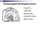 Полушария большого мозга. 4 доли : лобная, теменная, затылочная и височная.