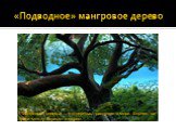 «Подводное» мангровое дерево. Мангровые деревья – это деревья, растущие в море. Вернее, на грани между берегом и морем.
