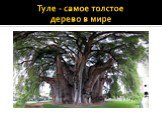 Туле - самое толстое дерево в мире