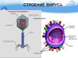 СТРОЕНИЕ ВИРУСА. Строение бактериофага