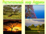 Растительный мир Африки