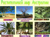 Растительный мир Австралии. эвкалипт. бутылочное дерево. панданус бамбук папоротники фиговое дерево