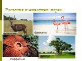 Растения и животные парка. Антилопа Фламинго