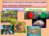Чем отличаются живые организмы от неживых объектов? Живые организмы Неживые объекты