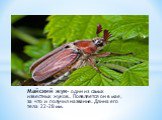 Майский жук- один из самых известных жуков. Появляется он в мае, за что и получил название. Длина его тела 22-28 мм.