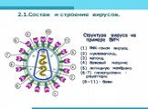 2.1.Состав и строение вирусов. Структура вируса на примере ВИЧ (1) РНК-геном вируса, (2) нуклеокапсид, (3) капсид, (4) белковый матрикс (5) липидную мембрану (6-7) гликопротеин -рецепторы (8—11) - белки