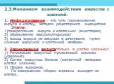 2.3.Механизм взаимодействия вирусов с клеткой. 1. Инфицирование - это путь проникновения вируса в клетку, методом рецепторного эндоцитоза Этапы: 1)прикрепление вируса к клеточным рецепторам; 2) образование вакуоли/эндоциоз/. 3) выход вируса из вакуоли в цитоплазму путем слияния вирусной и клеточной 