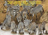 В большие стада зебры собираются только перед дальней дорогой. Обычно живут небольшими табунами. Во главе табуна - сильный и опытный вожак.